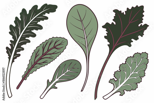Assorted leafy greens illustration isolated on white background, Vector