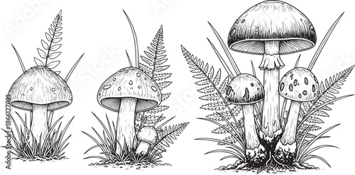 mushrooms and ferns in a natural setting  illustration