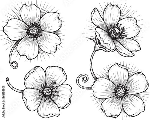 set of four black and white flowers with stems