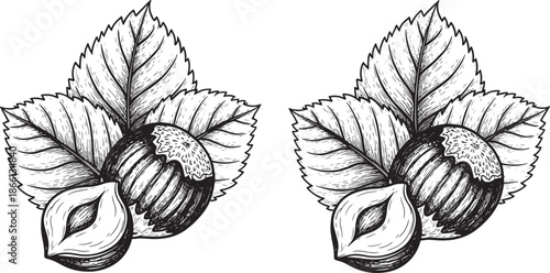 hazelnut with leaves and shell illustration