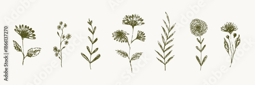 Set of delicate sketch engraved textured hand drawn dark green outline daisy flowers silhouettes. Vintage outline floral elements for women poster and greeting card design, banner, logo, sticker