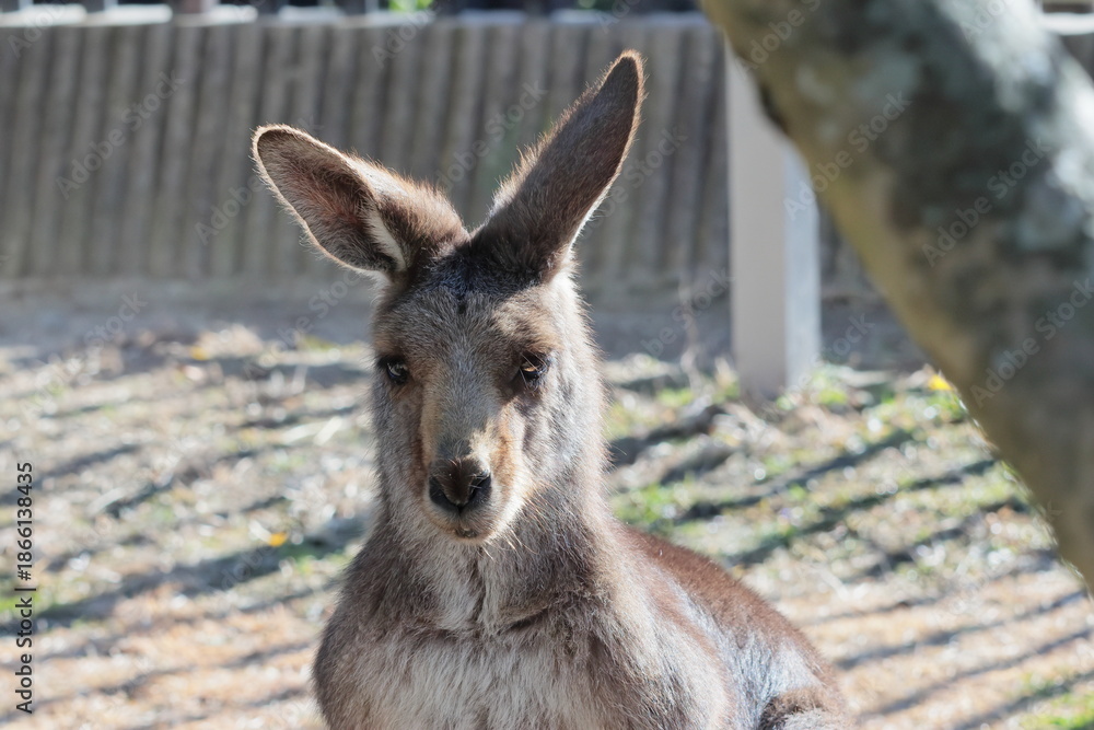 Fototapeta premium カンガルー