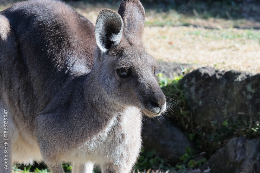 Fototapeta premium カンガルー