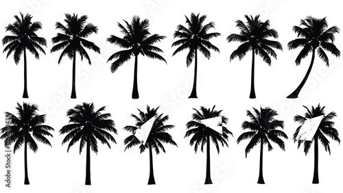 Black palm tree silhouettes collection showing tropical coconut trees isolated on white background vector illustration summer nature design elements set