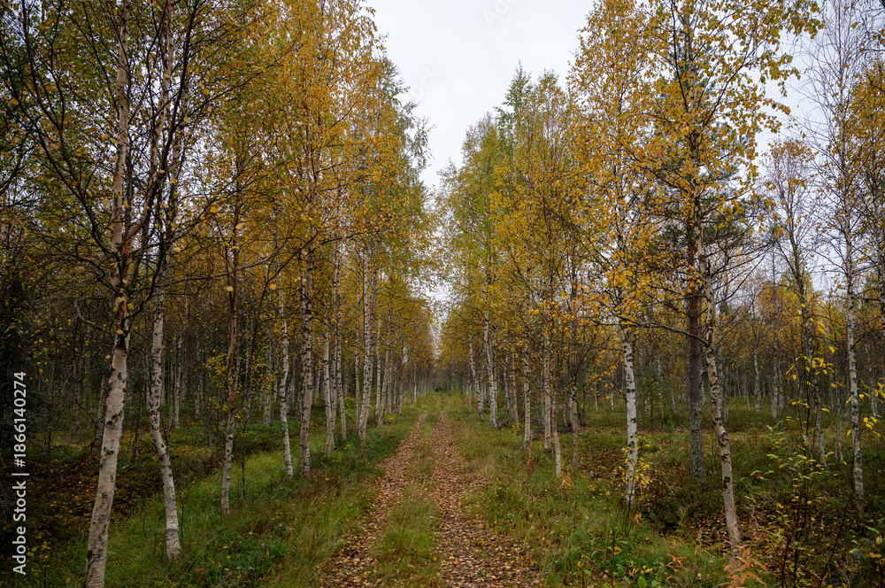 Obraz premium Autumn birch forest path with yellow leaves in Finnish Lapland