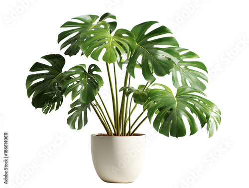 Potted plant on a transparent background