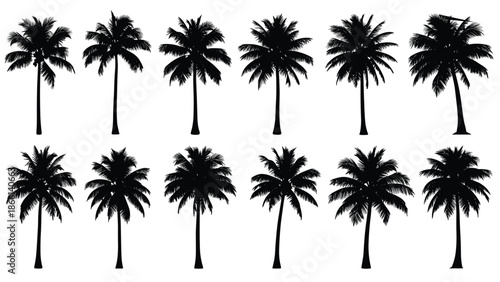 Set of black palm tree silhouettes vector collection isolated tropical coconut palm icons minimalist summer beach nature design elements branding