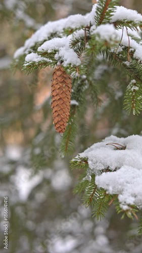 Elegant Depiction Of Snowcovered Pine Cone And Delicate Evergreen Needles In Winter Ambiance