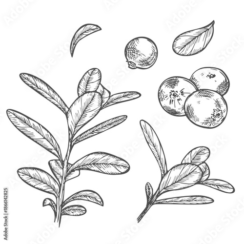 Hand drawn set of cranberry sketches with leaves and berries. Vector botanical illustration in graphic