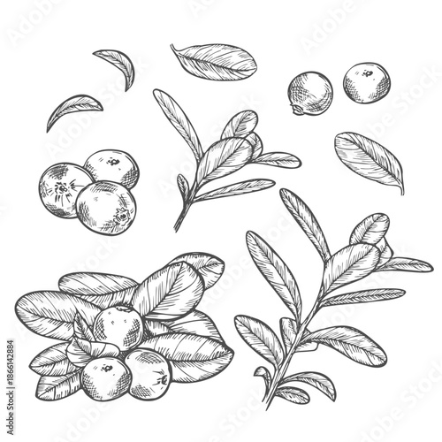 Hand drawn set of cranberry sketches with leaves and berries. Vector botanical illustration in graphic