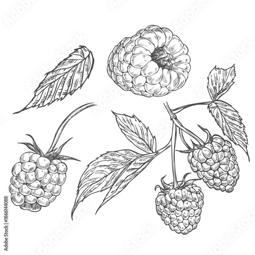 Hand drawn berry. Raspberry on white background. Vector sketch illustration