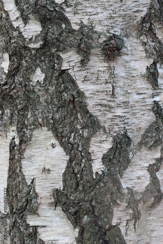 Fényképezés Close up of silver birch bark