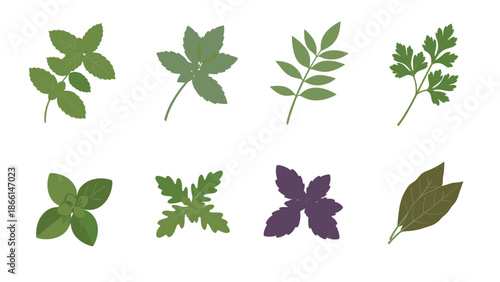 Set of different green culinary herbs including mint, basil, and parsley leaves isolated on a white background for food and cooking themes.