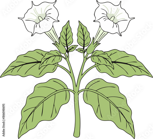 White Trumpet Flowers Datura Plant with Green Leaves Flat Line Vector