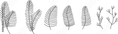 Hand drawn doodle vector illustration of pine, fir and mistletoe branches in minimalist linear style. Elegant winter botanical elements perfect for Christmas wreaths, holiday decorations, greeting car