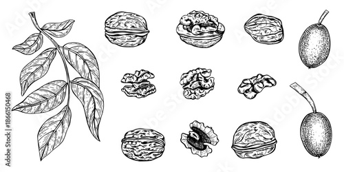 Walnuts set vector line ink illustration. Hand drawn leaf branch, ripening pods in shell, peeled nuts and open walnut kernel monochrome realistic graphic black and white sketch clip art.