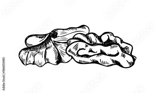 Walnut kernels monochrome vector isolated composition. Peeled nut pieces etching drawing. Chopped dried nuts illustration for food packaging, autumn designs, culinary blogs