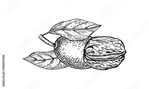 Walnut nuts in green peel and in textured brown shell vector black and white line ink illustration. Monochrome unpeeled pods etching drawing. Hand drawn organic healthy natural nut