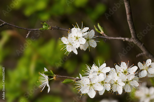 Schwarzdorn ( Schlehen )  Blüten /Prunus spinosa