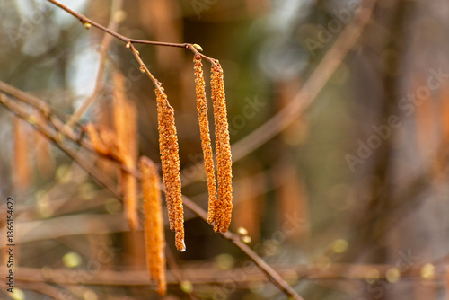 Long and wet alder catkins hanging on a branch