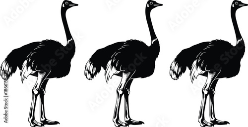 Ostrich bird silhouette vector set with standing wildlife animals black and white illustration collection