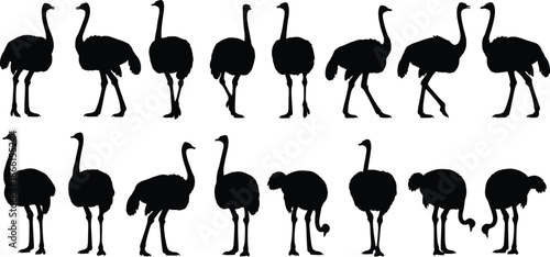 Ostrich silhouette vector set with multiple standing and walking poses wildlife bird black illustrations