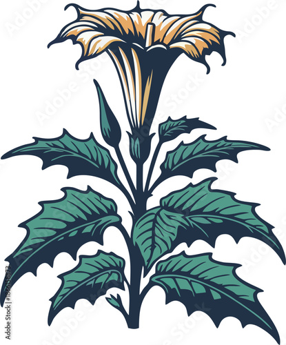 Cream Angel Trumpet Datura Flower Buds Green Leaves Watercolor Line Art Vector