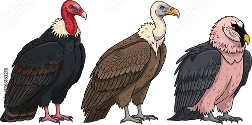 Vulture bird vector set with detailed standing poses scavenger wildlife animal illustration collection