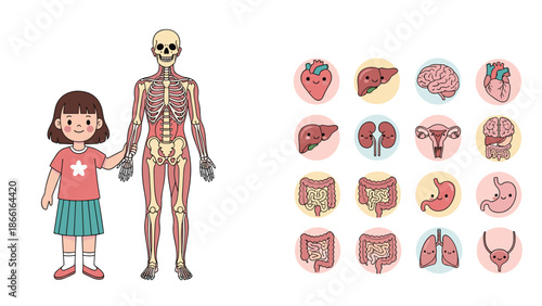 Educational diagram showing a young girl standing next to a detailed human skeletal system and various internal organ icons on a poster.