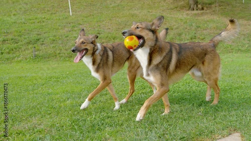 SLOW MOTION: Two happy dogs walk along vibrant green lawn, one carrying a bright yellow ball in its mouth. Joyful furry brother and sister convey the excitement of outdoor play and companionship.