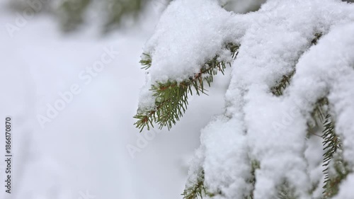 Evergreen Branch With Snowy Accents, Decorative Evergreen With Snowcovered Needles And Graceful Curve