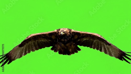 Full body view of a majestic eagle soaring, with incredible detail in its plumage and natural movement, ready for VFX integration. Versatile stock asset for nature documentaries, fantasy sequences,?