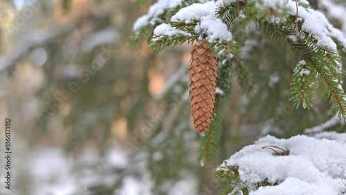 Elegant Depiction Of Snowcovered Pine Cone And Delicate Evergreen Needles In Winter Ambiance