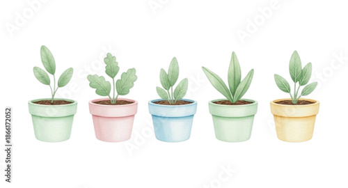 green plant in a pot