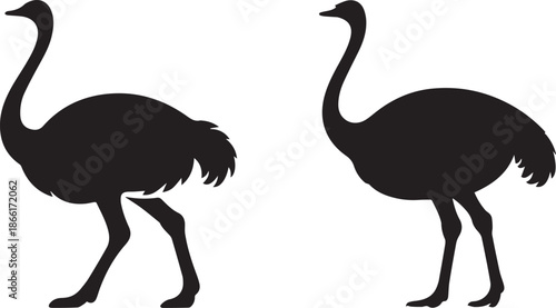 Ostrich Pair Vector Illustration | Large Bird Line Art