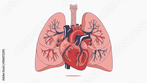 Detailed illustration of human heart and lungs in anatomy