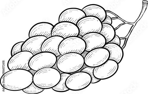 Collection of cheese, brie, camember, parmesan and blue cheese, European cheese assortment, slices, black ink engraving drawing, isolated, transparent. Wine bottle and glass, grape and fig