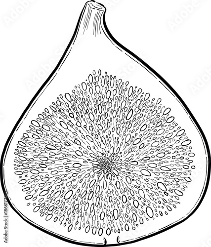 Collection of cheese, brie, camember, parmesan and blue cheese, European cheese assortment, slices, black ink engraving drawing, isolated, transparent. Wine bottle and glass, grape and fig