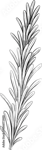 Collection of cheese, brie, camember, parmesan and blue cheese, European cheese assortment, slices, black ink engraving drawing, isolated, transparent. Wine bottle and glass, grape and fig