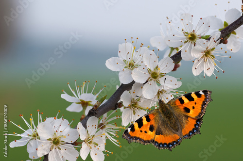 kleiner Fuchs an Schwarzdornblüten