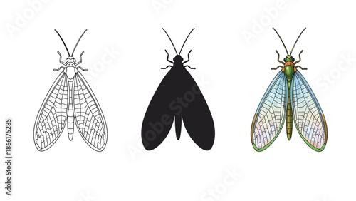 Set of three illustrations of a lacewing insect line drawing, silhouette and full color realistic drawing