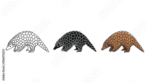 Set of three pangolin illustrations outline drawing, black silhouette and realistic color drawing