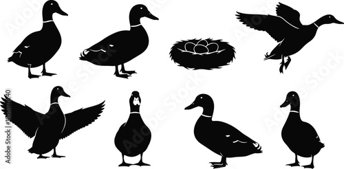 Duck silhouettes collection showing flying standing landing poses nest eggs wildlife bird shapes black vector illustration set, isolated