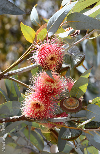 Large pink blossoms, and gumnut of the Australian native large-fruited mallee Eucalyptus youngiana, family Myrtaceae. Endemic to sandy regions of inland Western Australia and South Australia. 