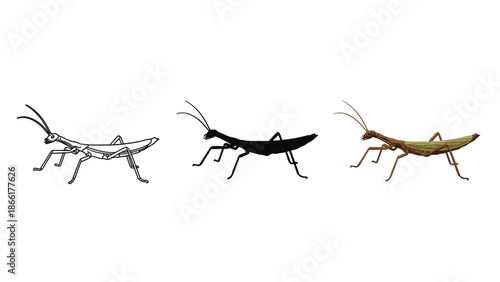 Set of three praying mantis illustrations outline drawing, black silhouette and realistic color drawing