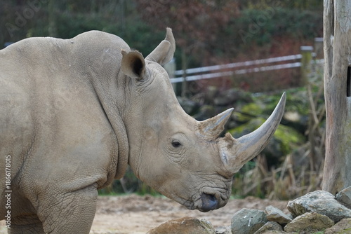 White rhinoceros