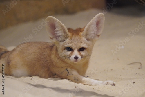 Fennec fox