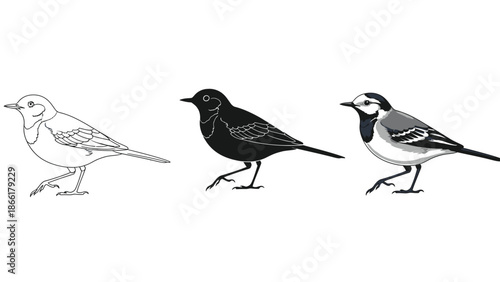 Set of three pied wagtail birds illustrations outline drawing, black silhouette and full color realistic depiction