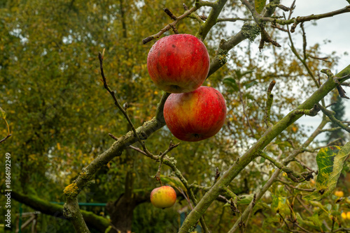 The last two red winter apples on the tree