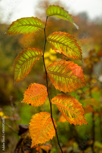 A autumn branch with translucent leaves